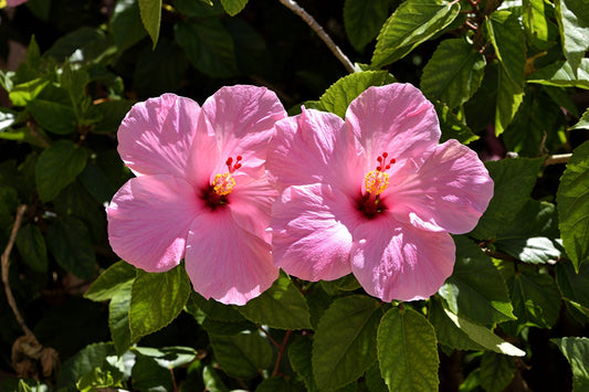 Fondant Hibiscus