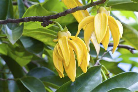 Fondant Ylang Ylang