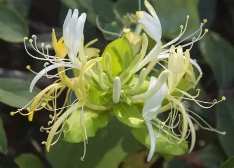 Fondant Chèvrefeuille