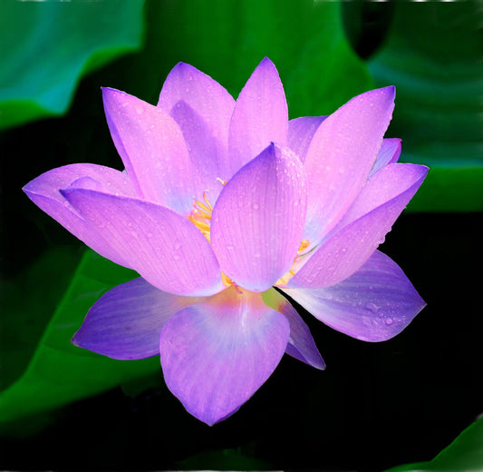 Fondant Lotus