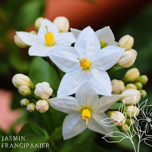 Fondant Frangipanier Jasmin