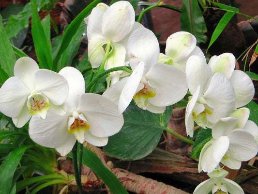 Fondant Orchidée Blanche