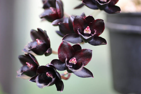 Fondant Orchidée Noire