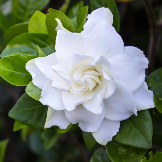 Fondant Gardenia
