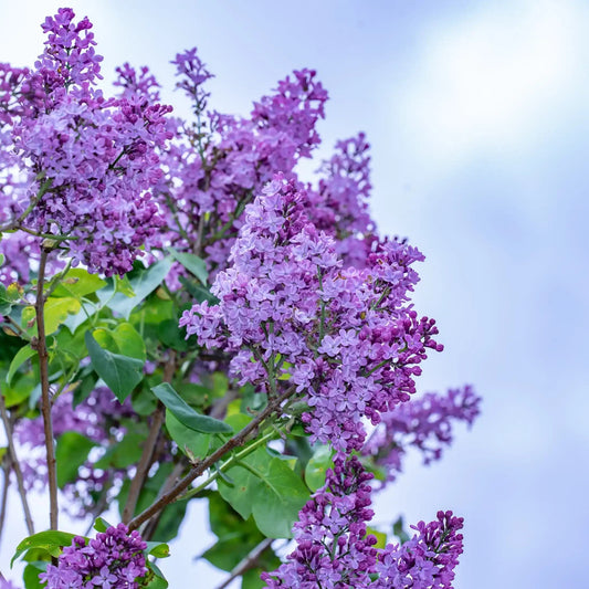 Fondant Lilas