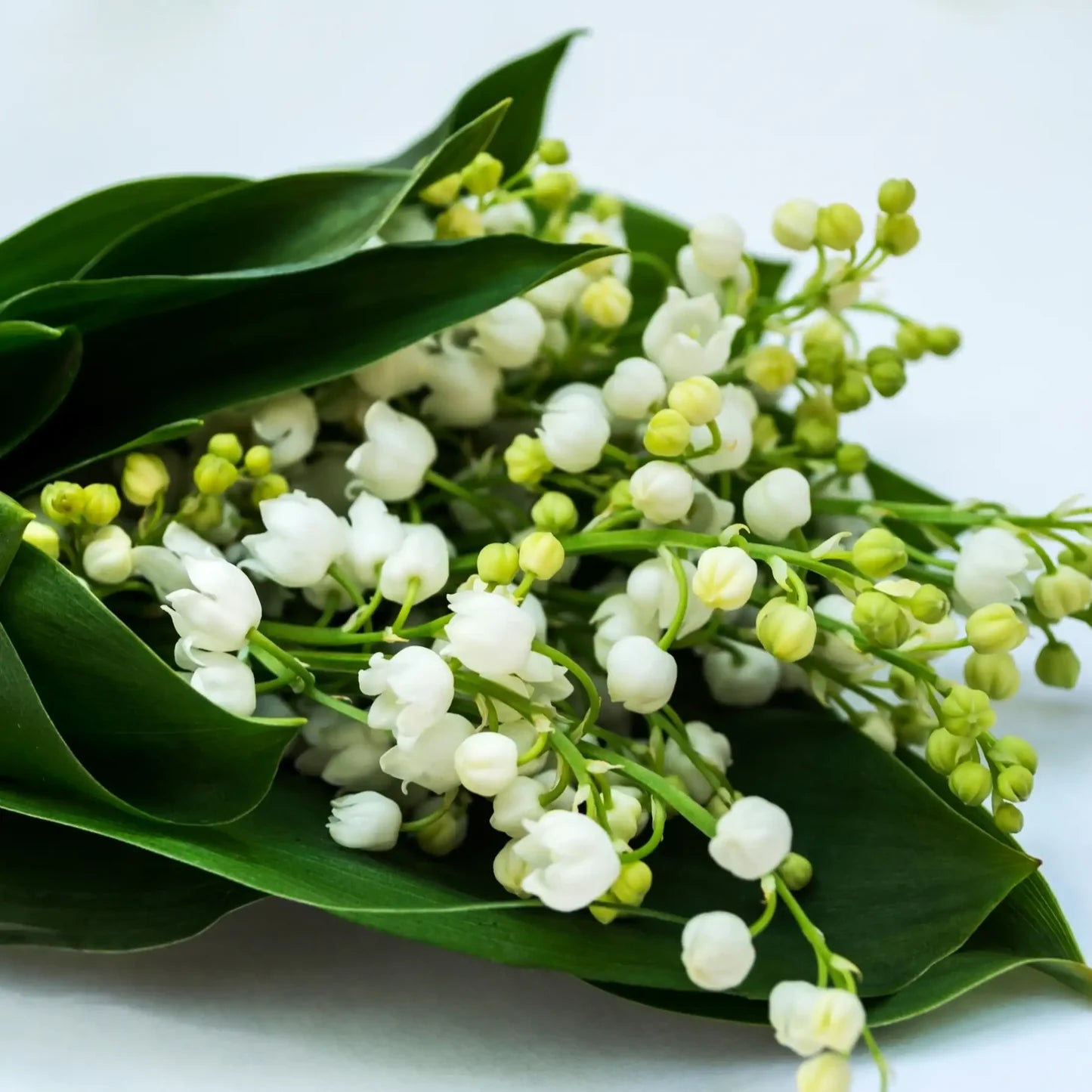 Fondant Muguet