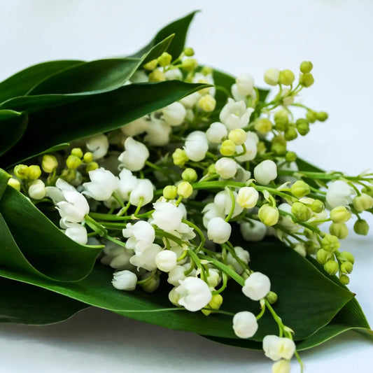 Fondant Muguet