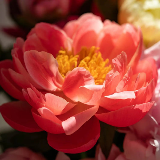 Fondant Pivoine
